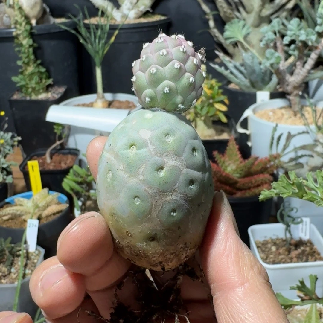 莱*茶习志野仙人球多肉植物