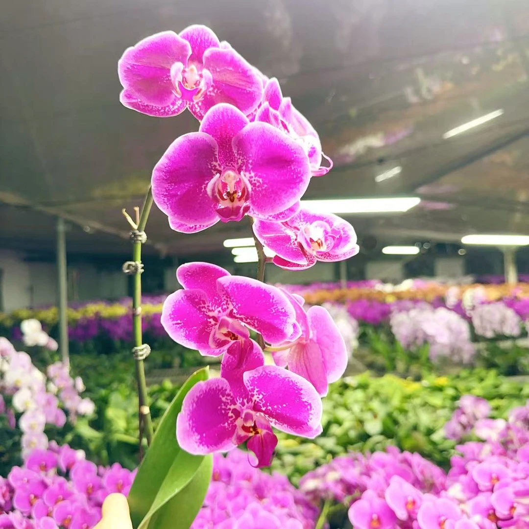 【天空一号】精品 蝴蝶兰