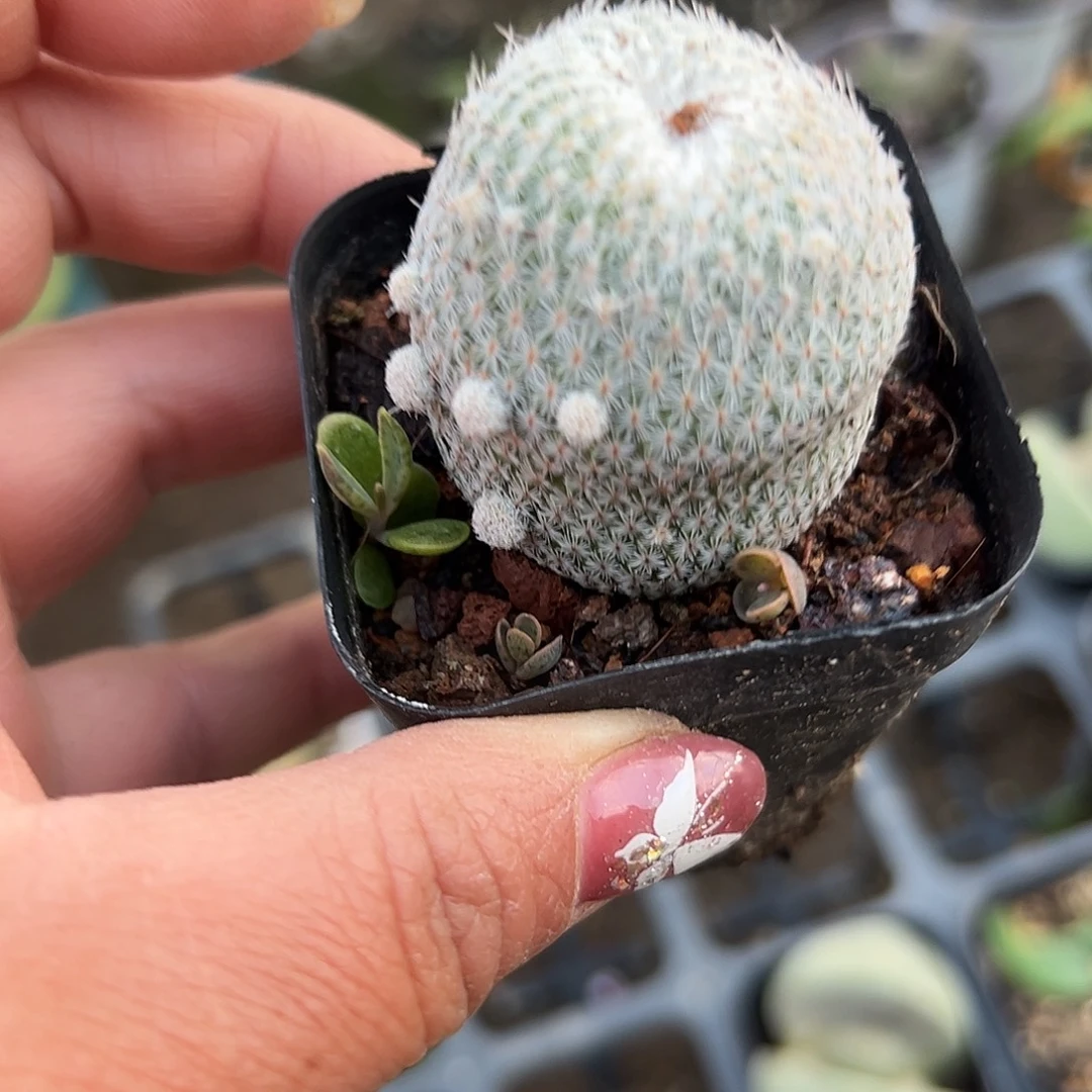 多肉植物月世界开花