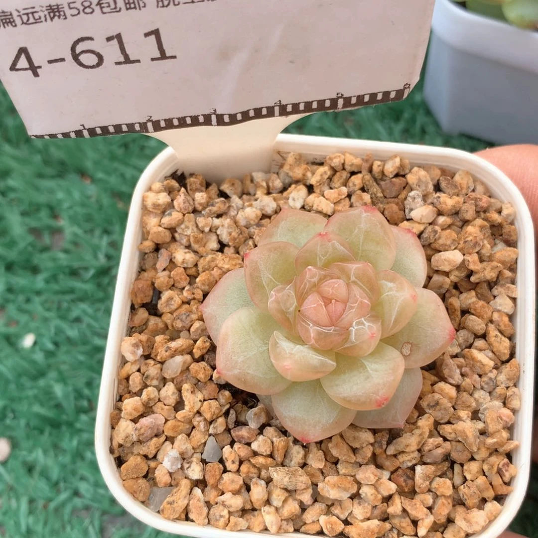 孤品暗纹珍妮精品多肉