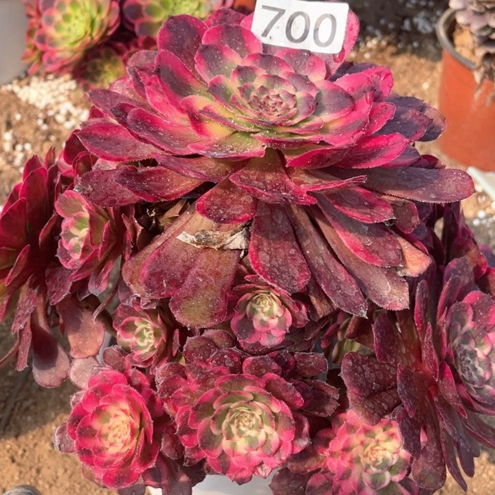 700多肉植物红金刚