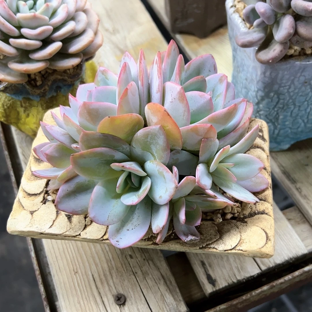 肯尼迪38 零零多肉植物