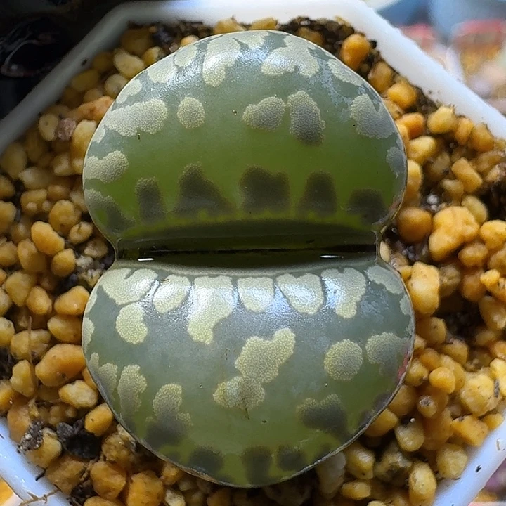 生石花111111。   牙牙。  190