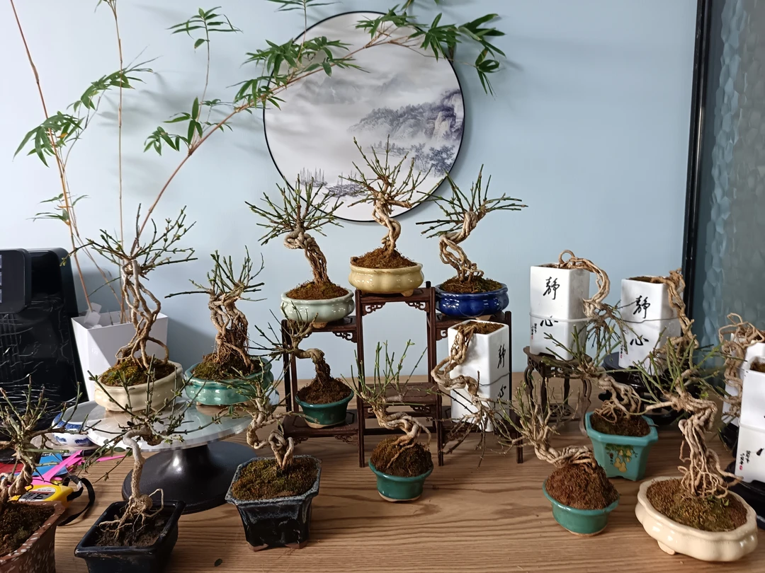 各种规格迎春盆景