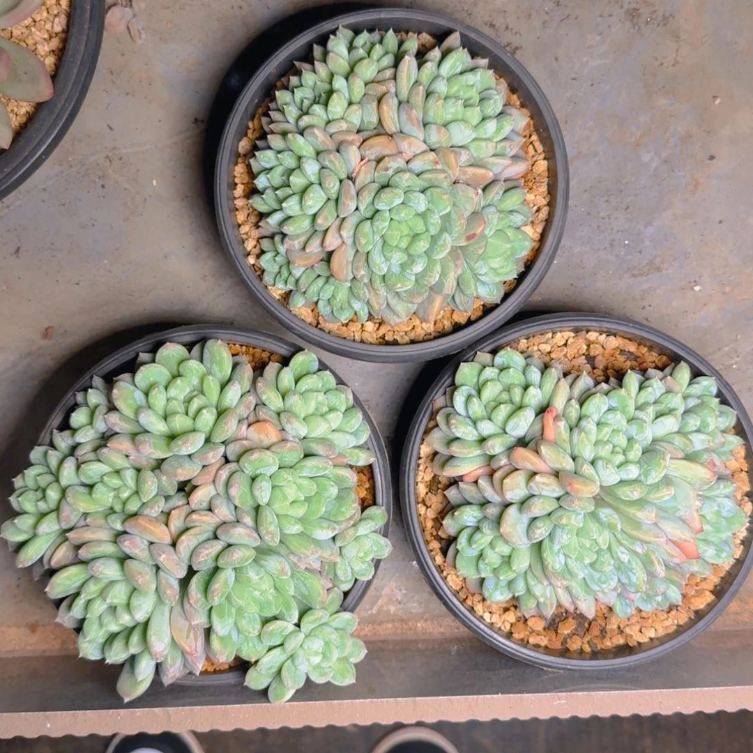 百搭多肉111111111