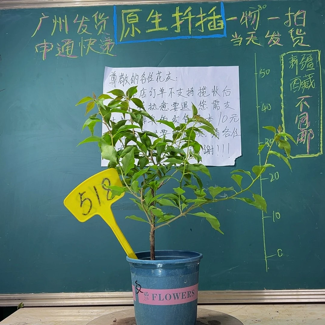 当前无花栽培后可以开花热火桑巴518