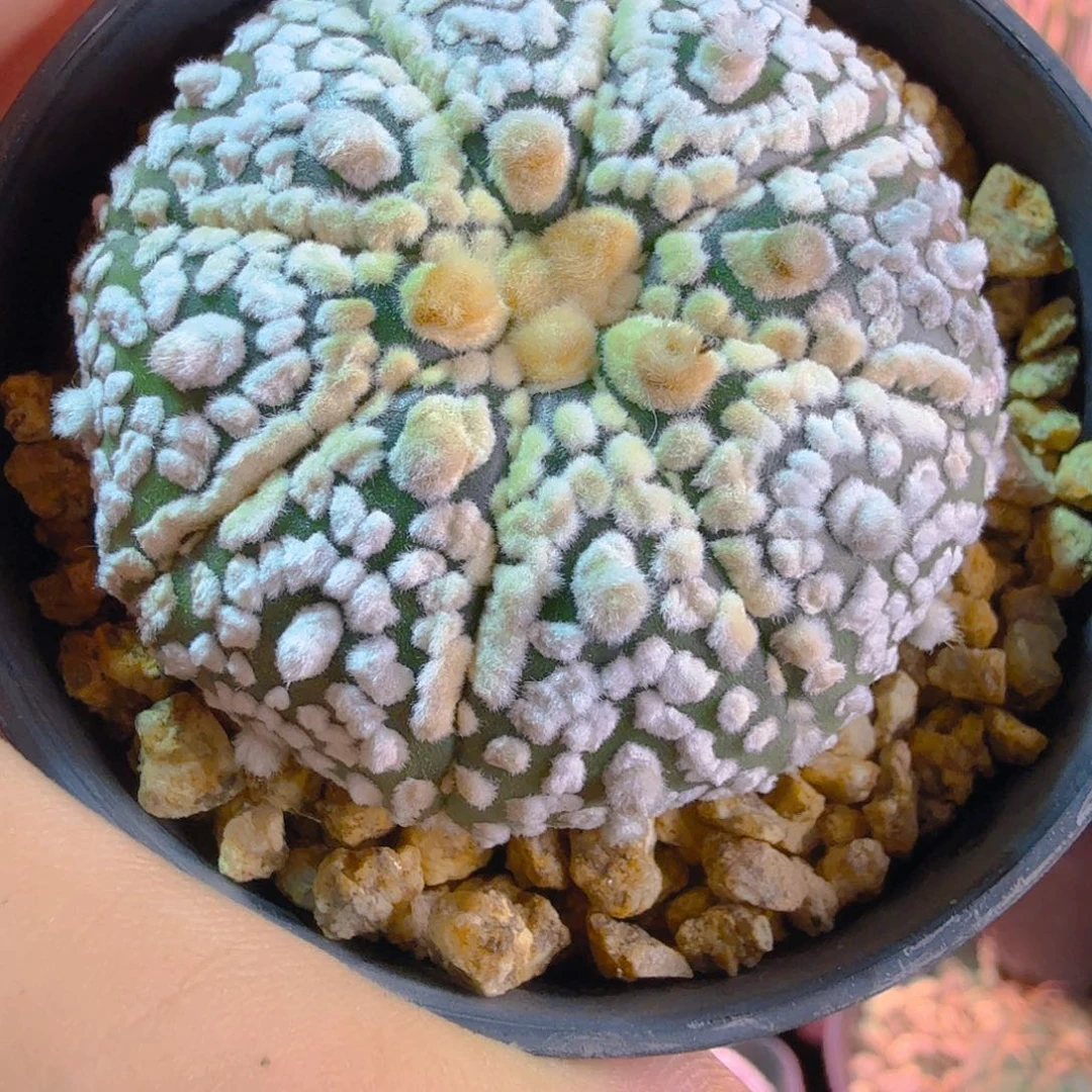 高绒大油浓白多肉植物