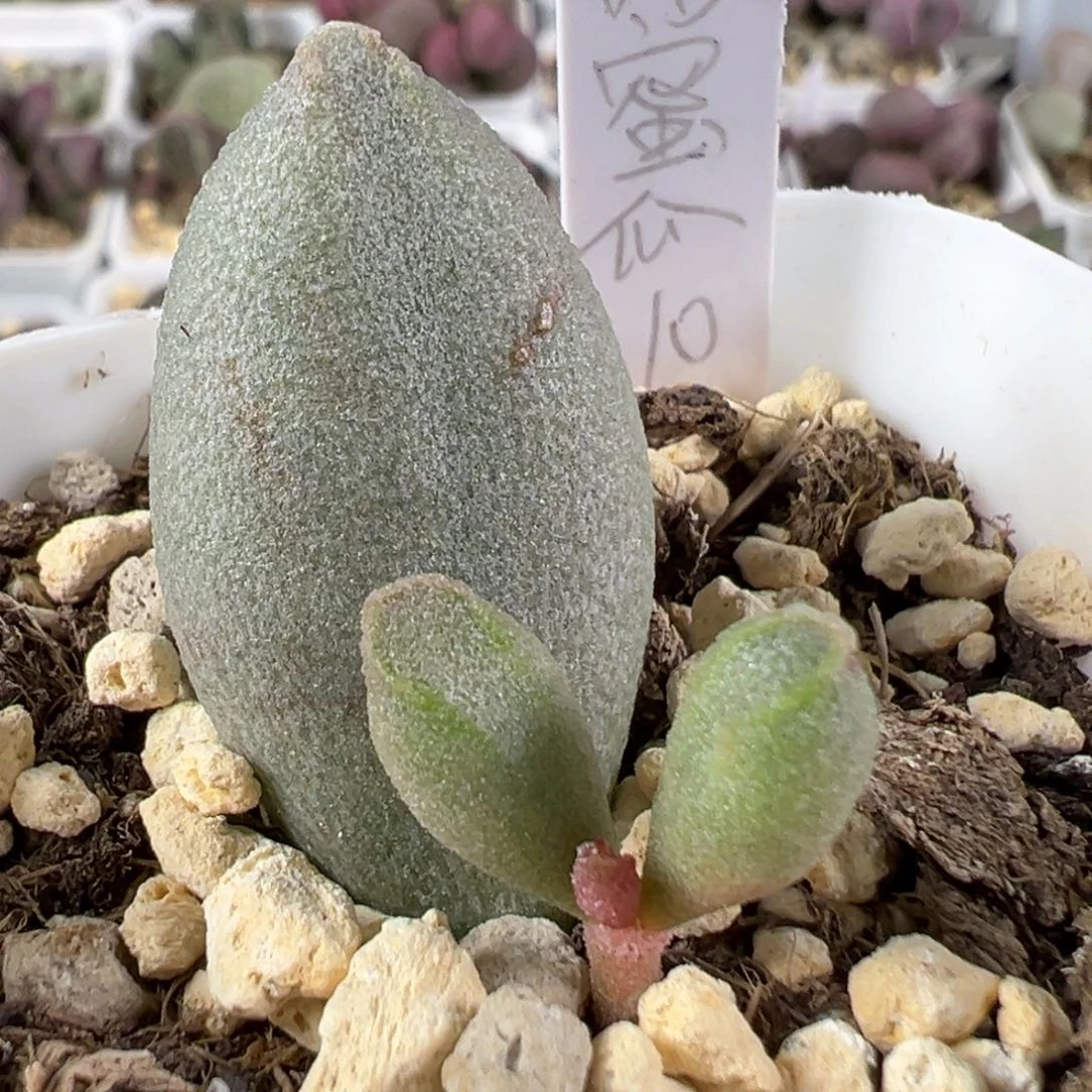 w哈密瓜多肉植物水泡