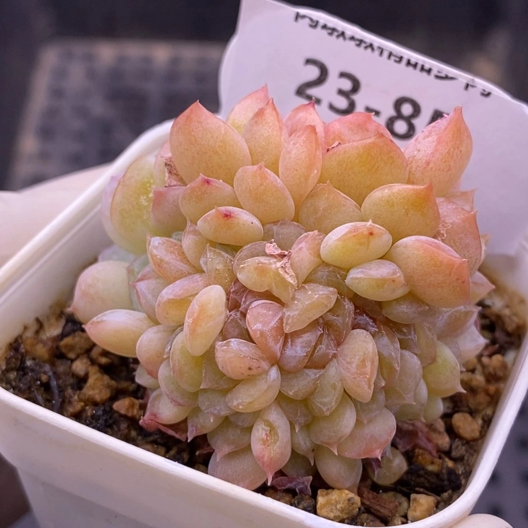 【闪购商品】23-85