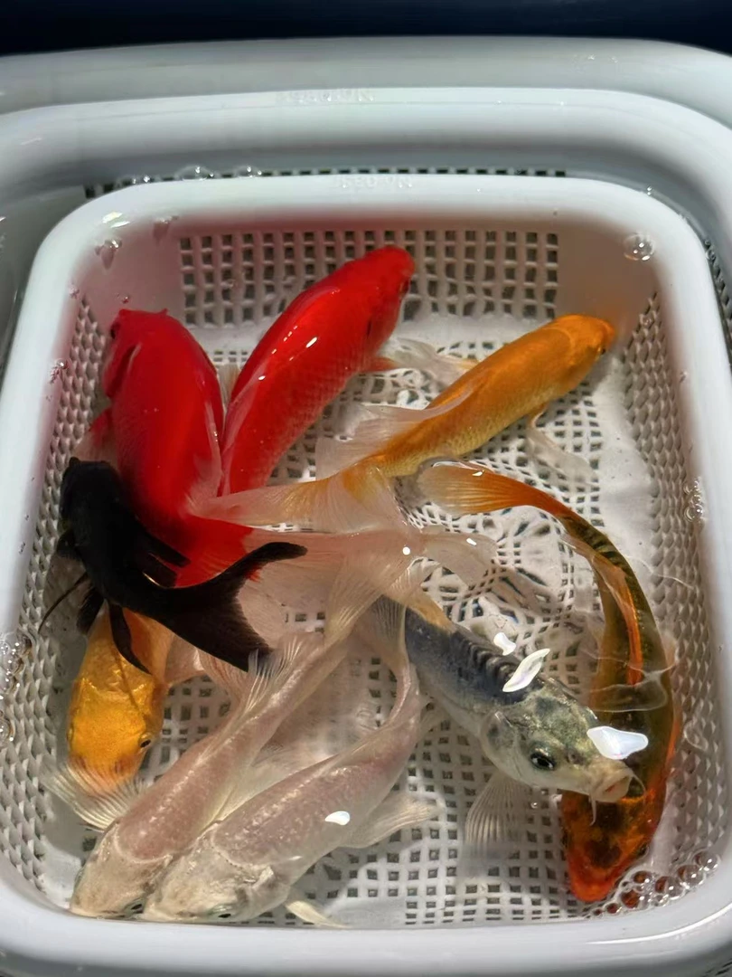 【全家福】（10-12cm）黄2红草2黑2白2龙2共十条锦鲤观赏鱼冷水鱼