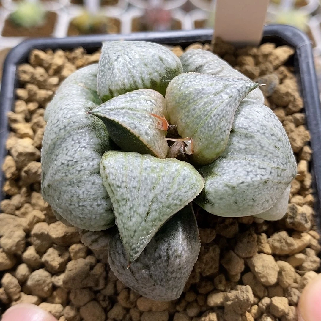 94奥黛丽哈哈哈哈哈哈