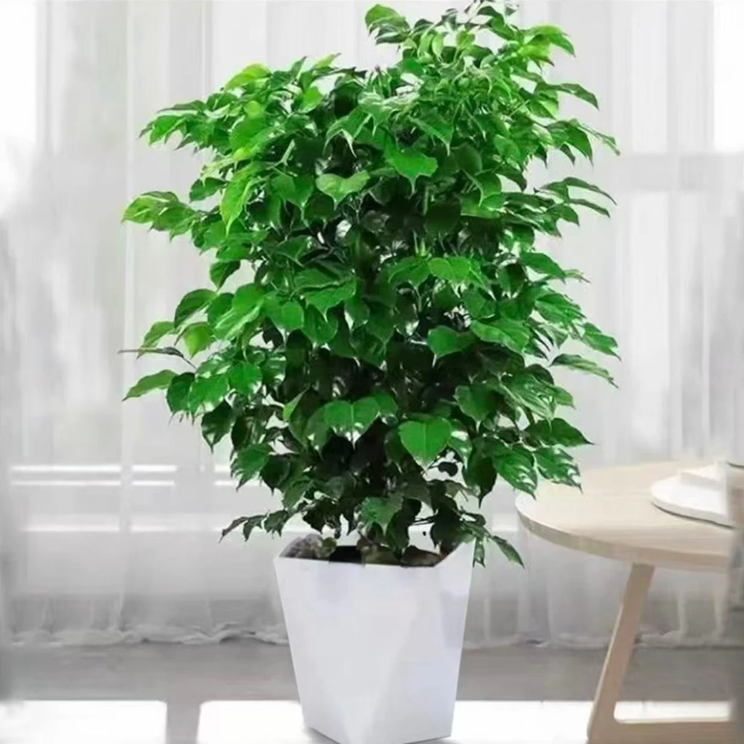 70-80cm丛生幸福树不砍根室内观叶绿植净化空气好养活配树脂花盆