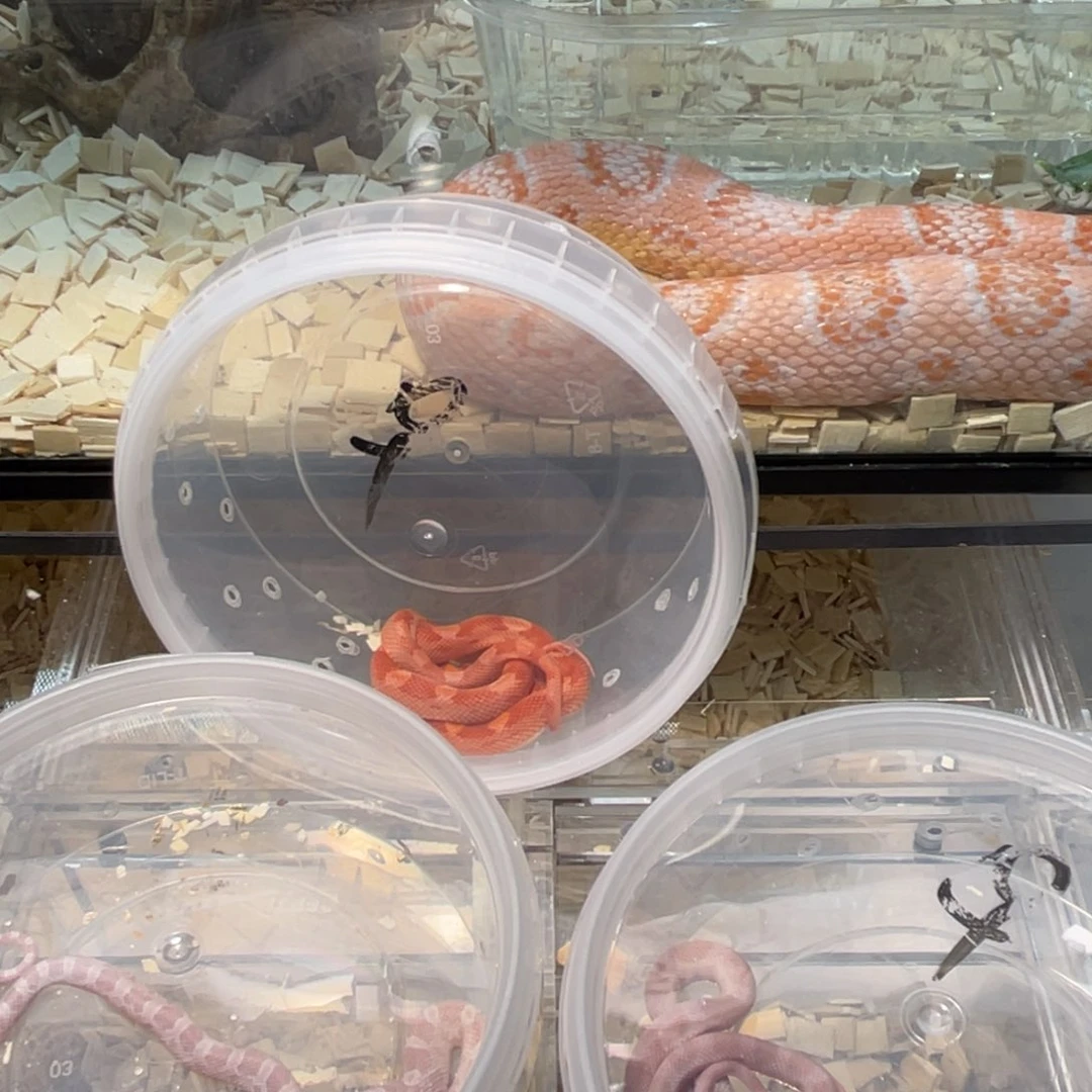 我是真的想去看看的