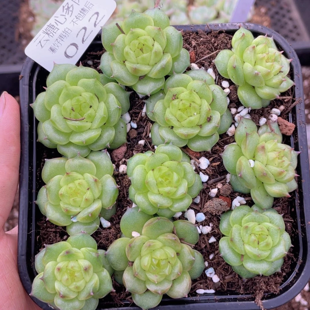 云糖心多肉植物22