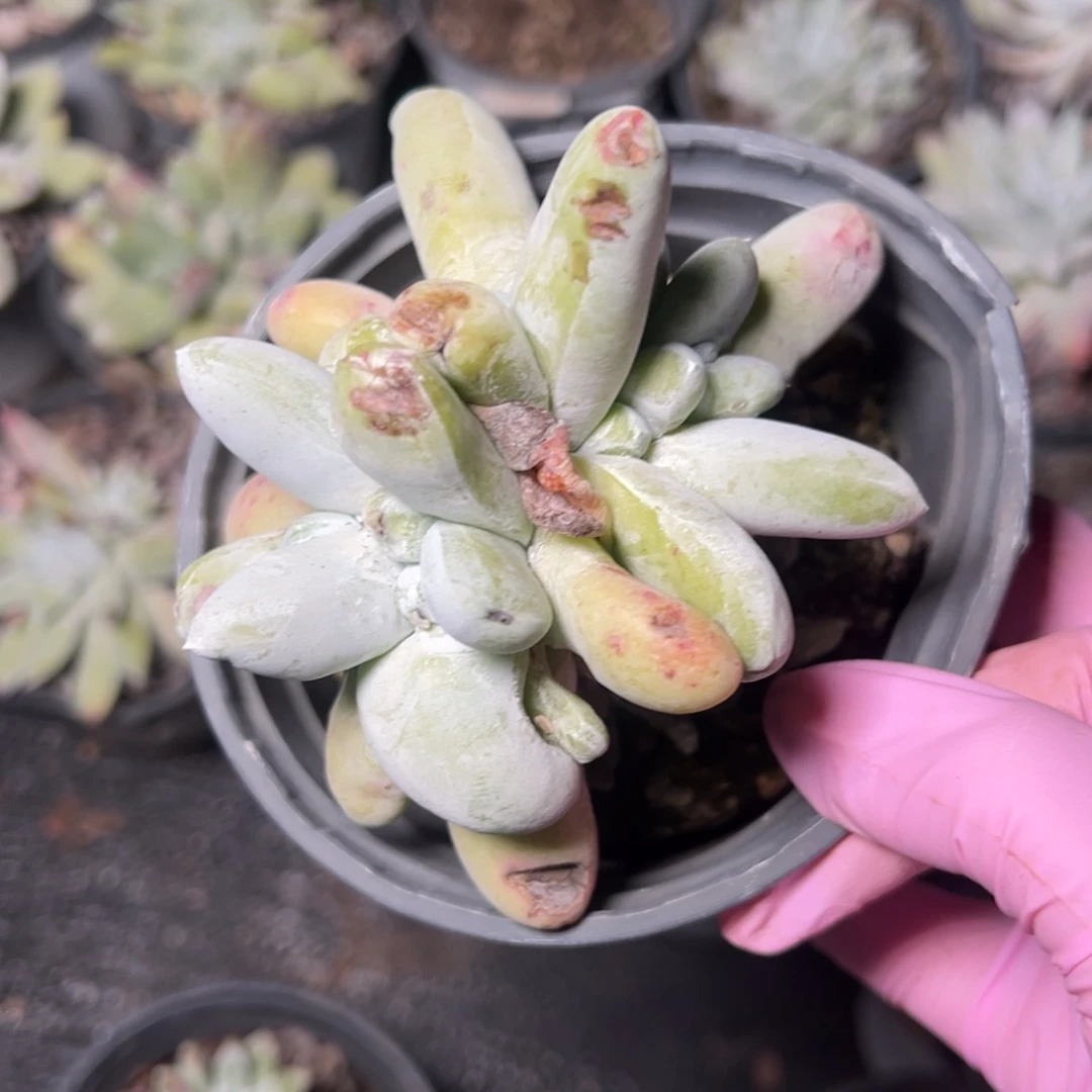 2834拇指哈哈哈哈哈哈哈