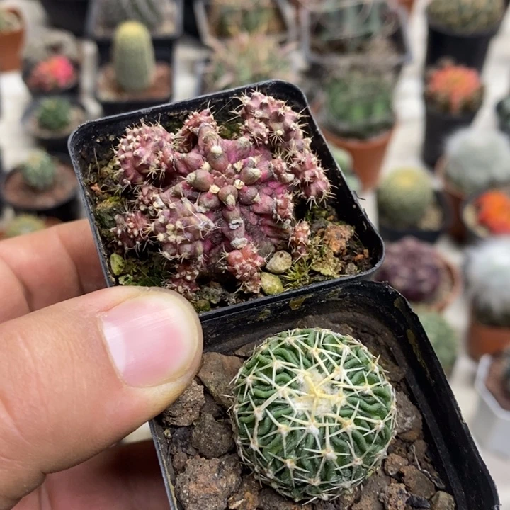 海神太刀岚2颗特价