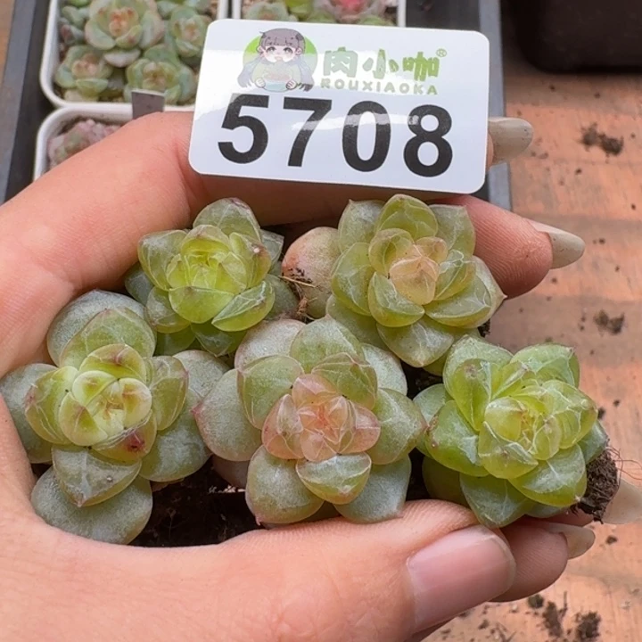 多肉植物多肉植物