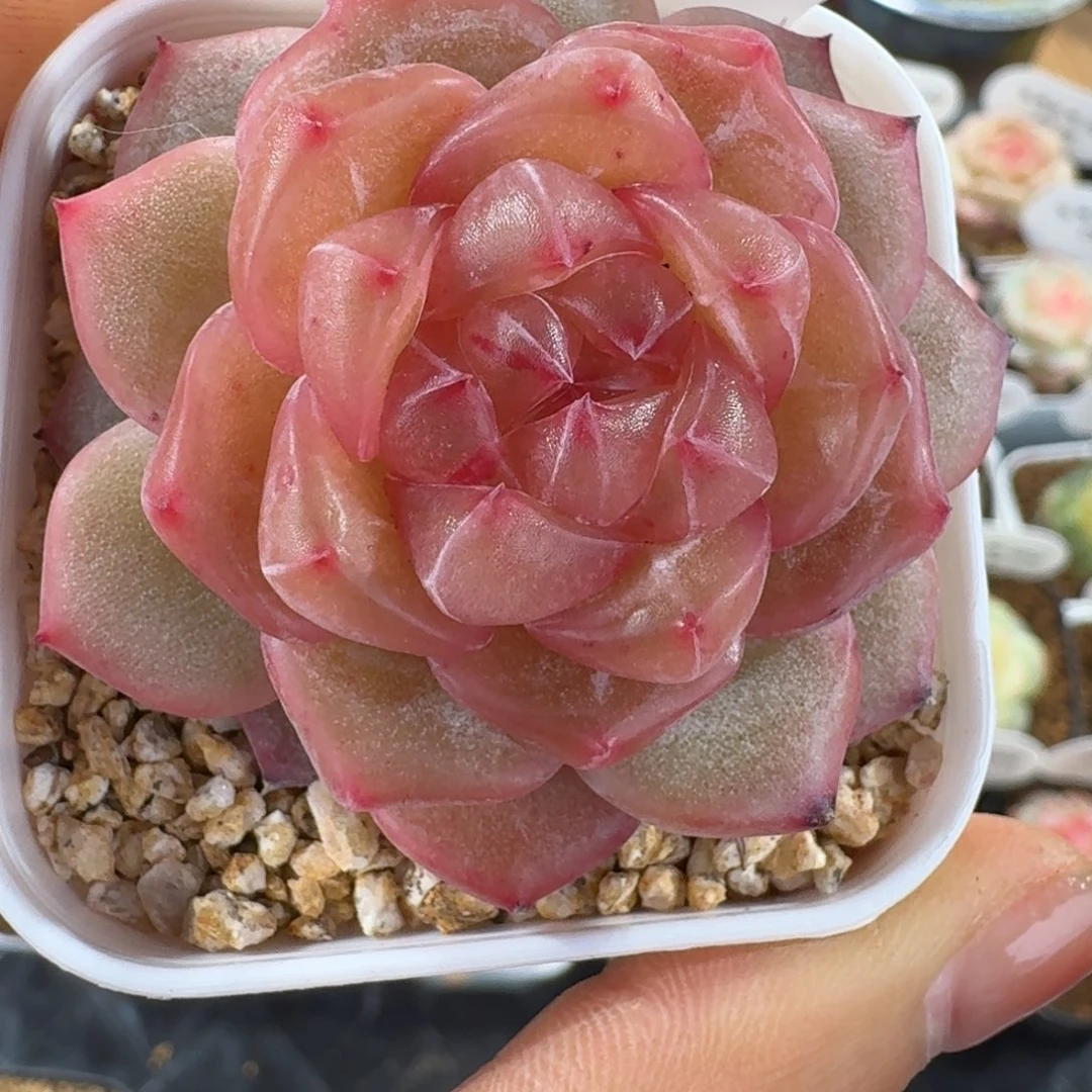 1202-79-海洋之星b单头一颗