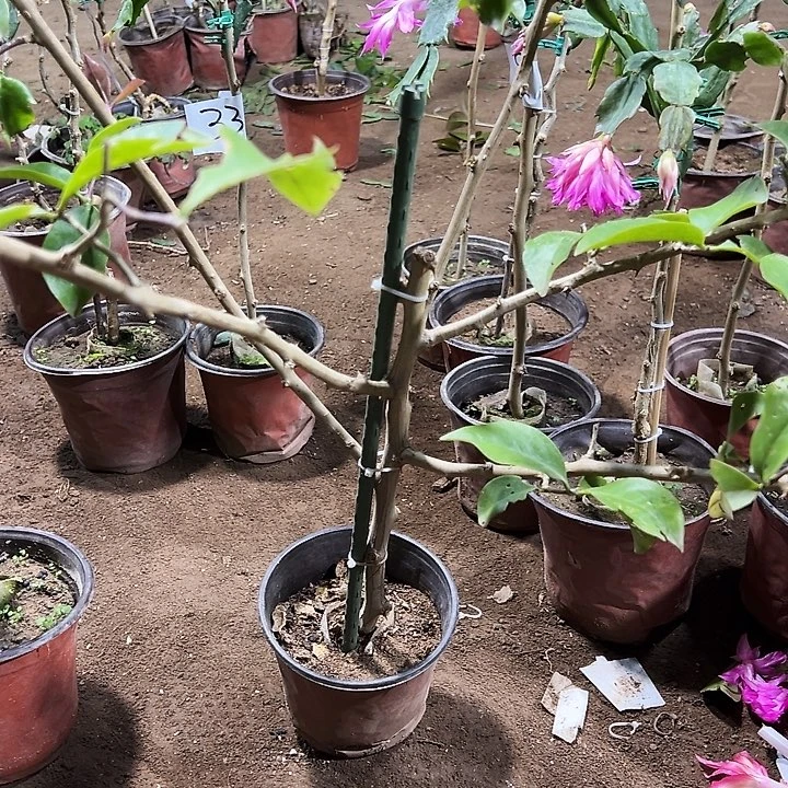 天***心矮的树型叶仙一颗编号78