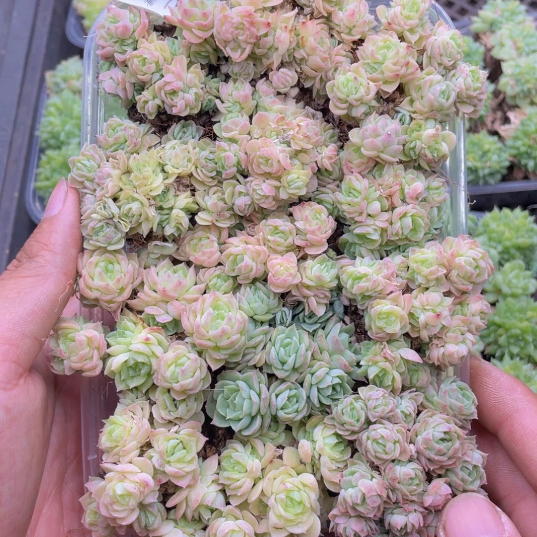 云糖心多肉植物219