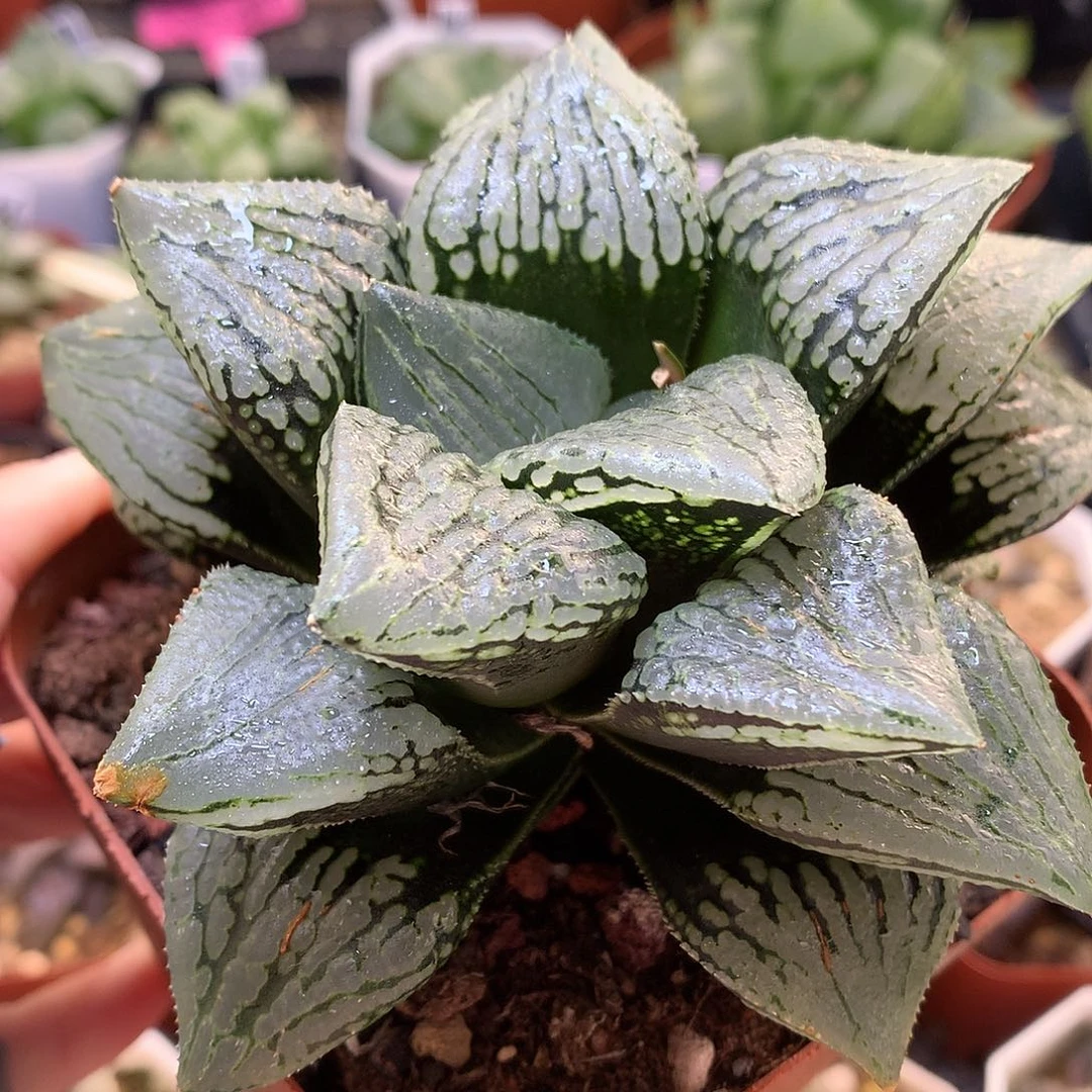 马丽丽带盆土发货tuyu