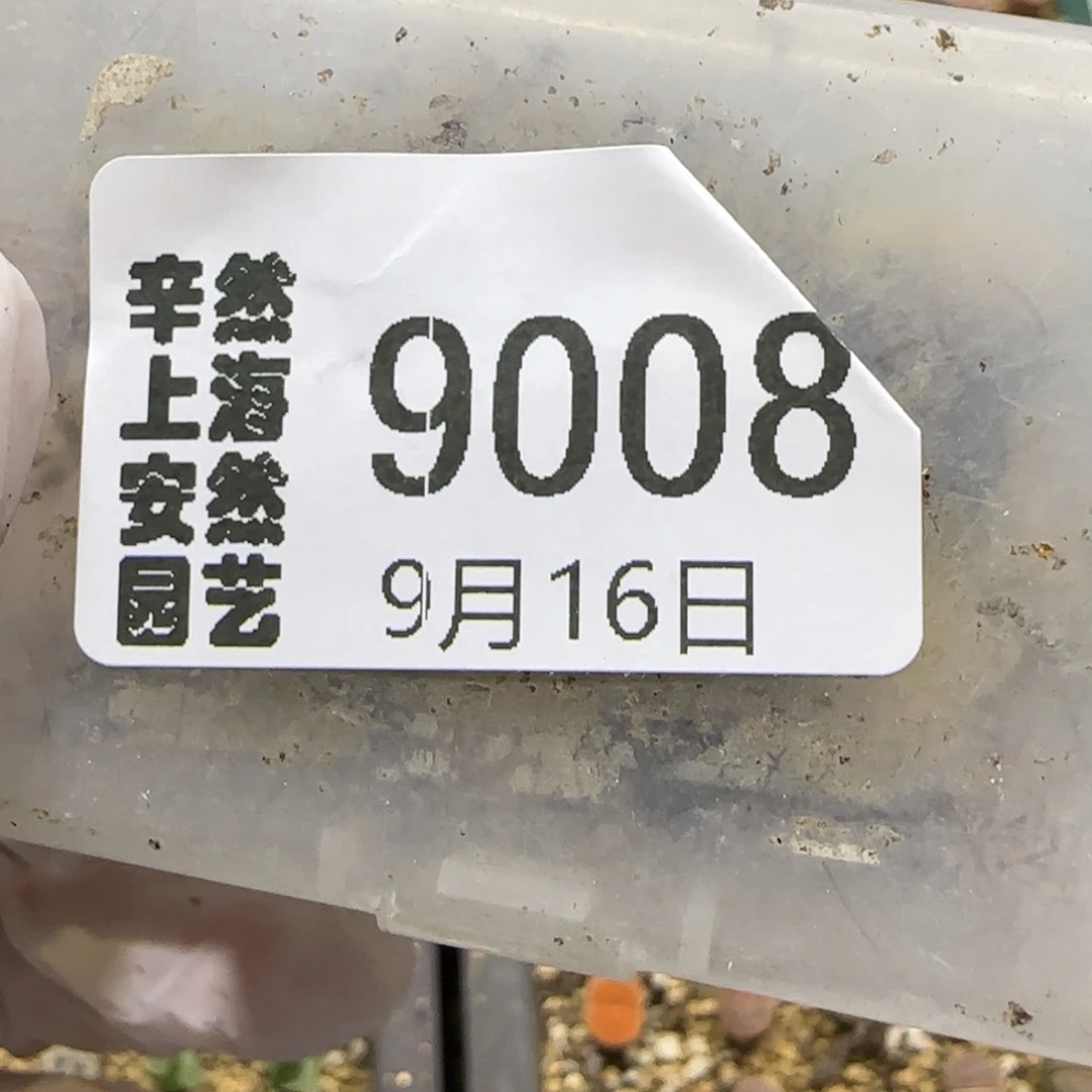 七***。9.16。  .6，朱唇，拿铁。13个。  9008