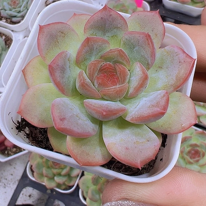 琴心19包邮多肉植物