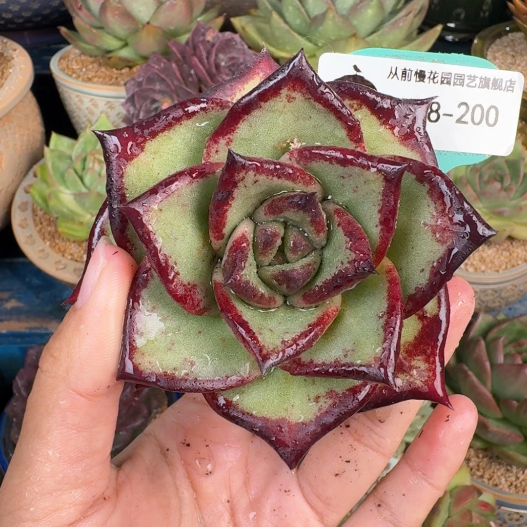 从前慢多肉精选编号0918.200