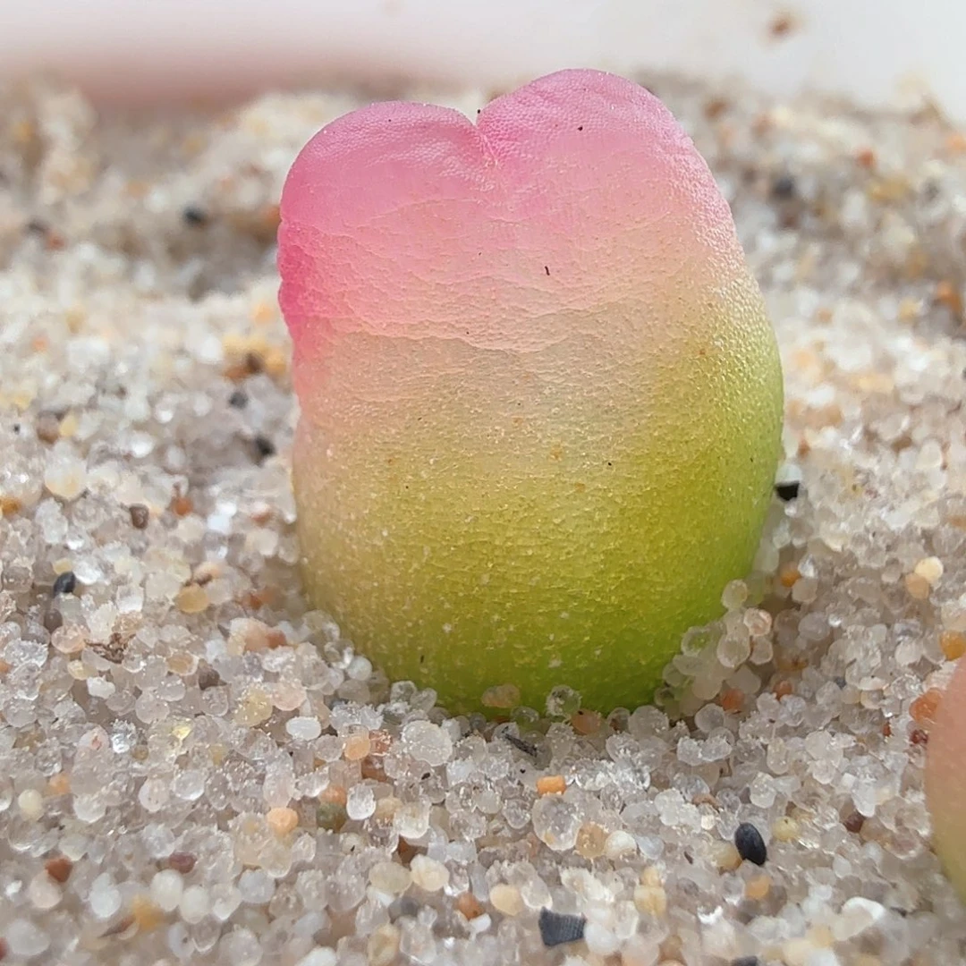 2.17.57/2.17.57/鞠躬登/多肉植物