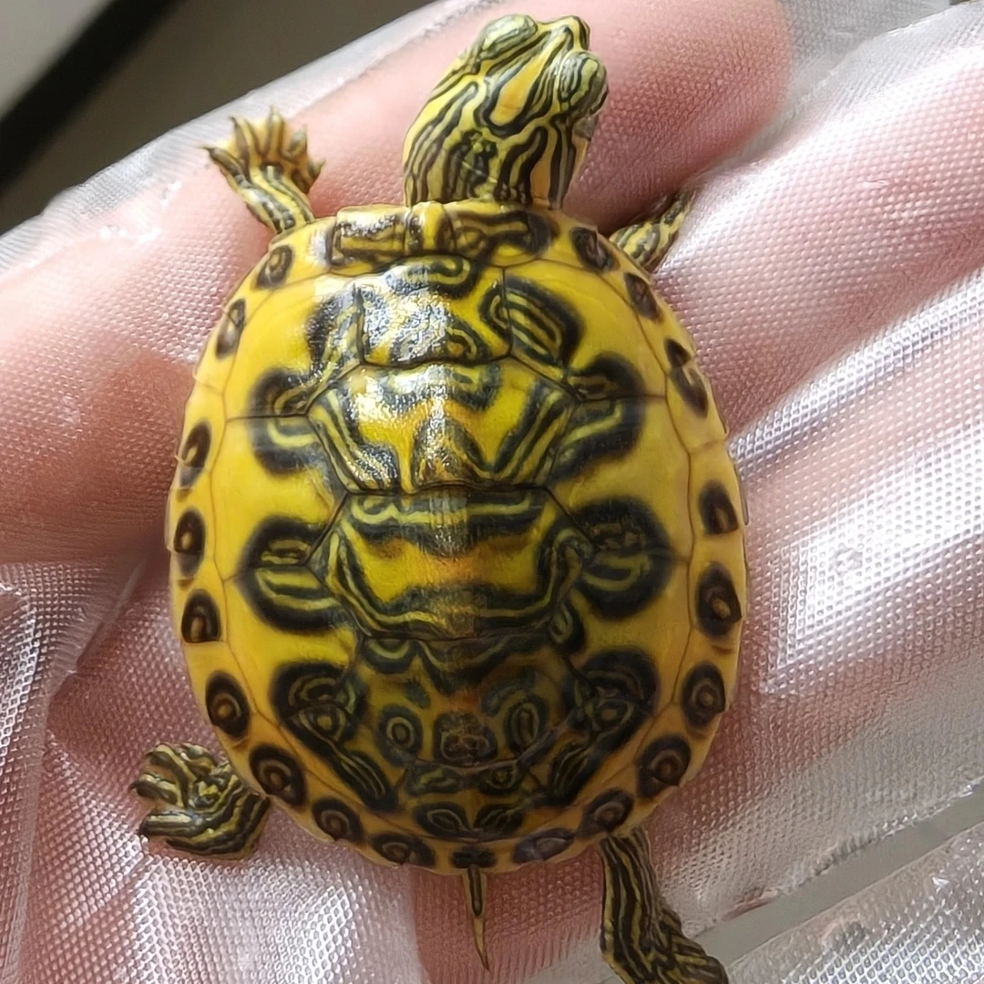 火焰龟直播专用链接(二)