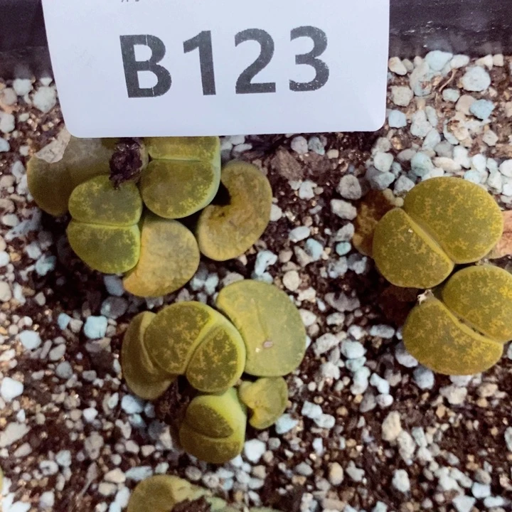 诞*我是一只小小鸟地域鬼123