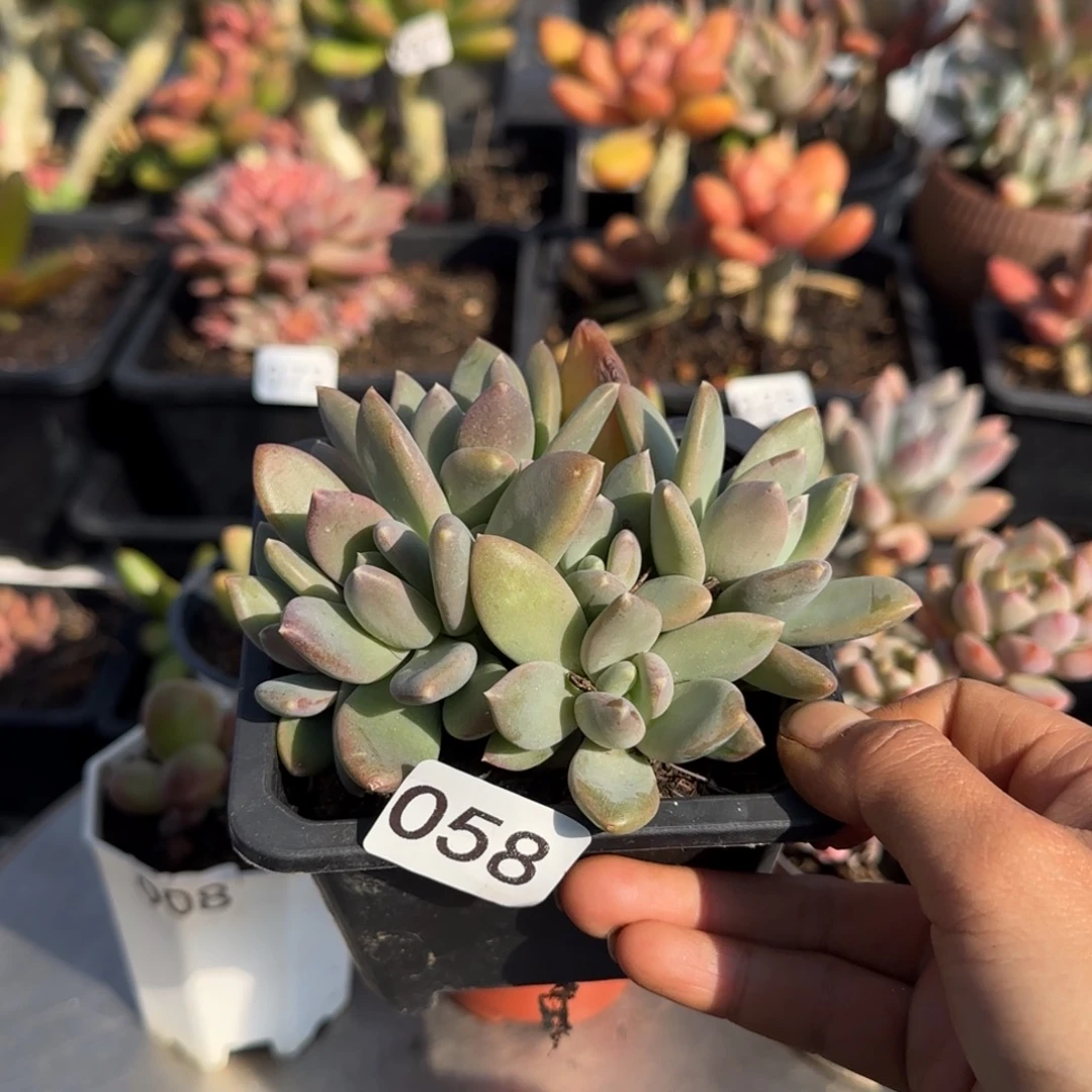 058号一物一拍一物一拍