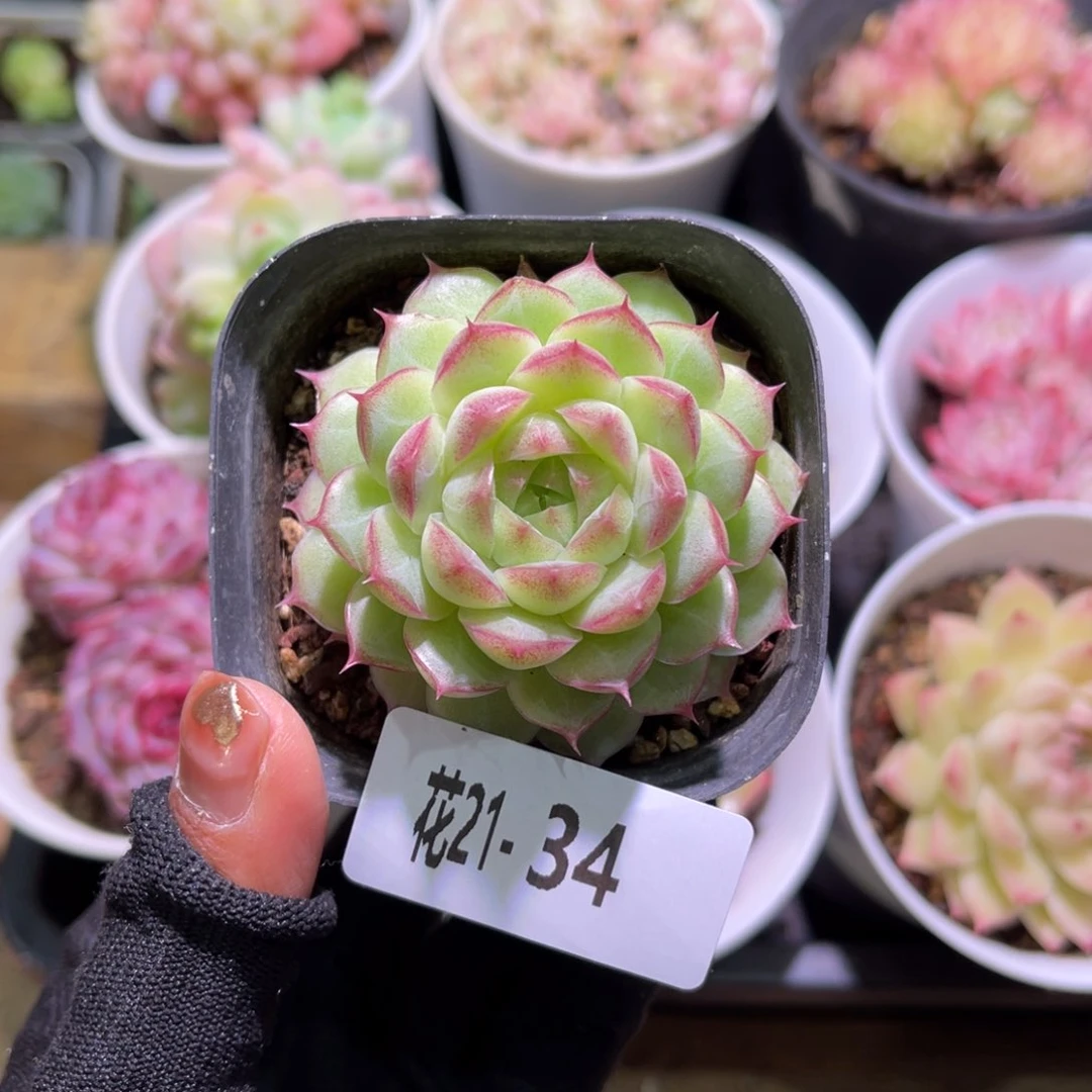 花21-34女王单头