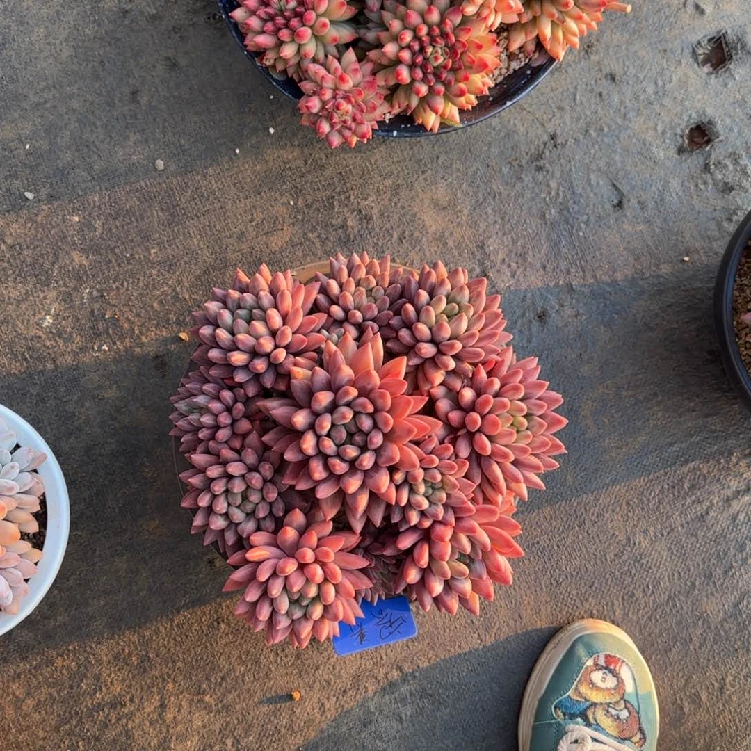 芬***蓉多肉植物美人糸列