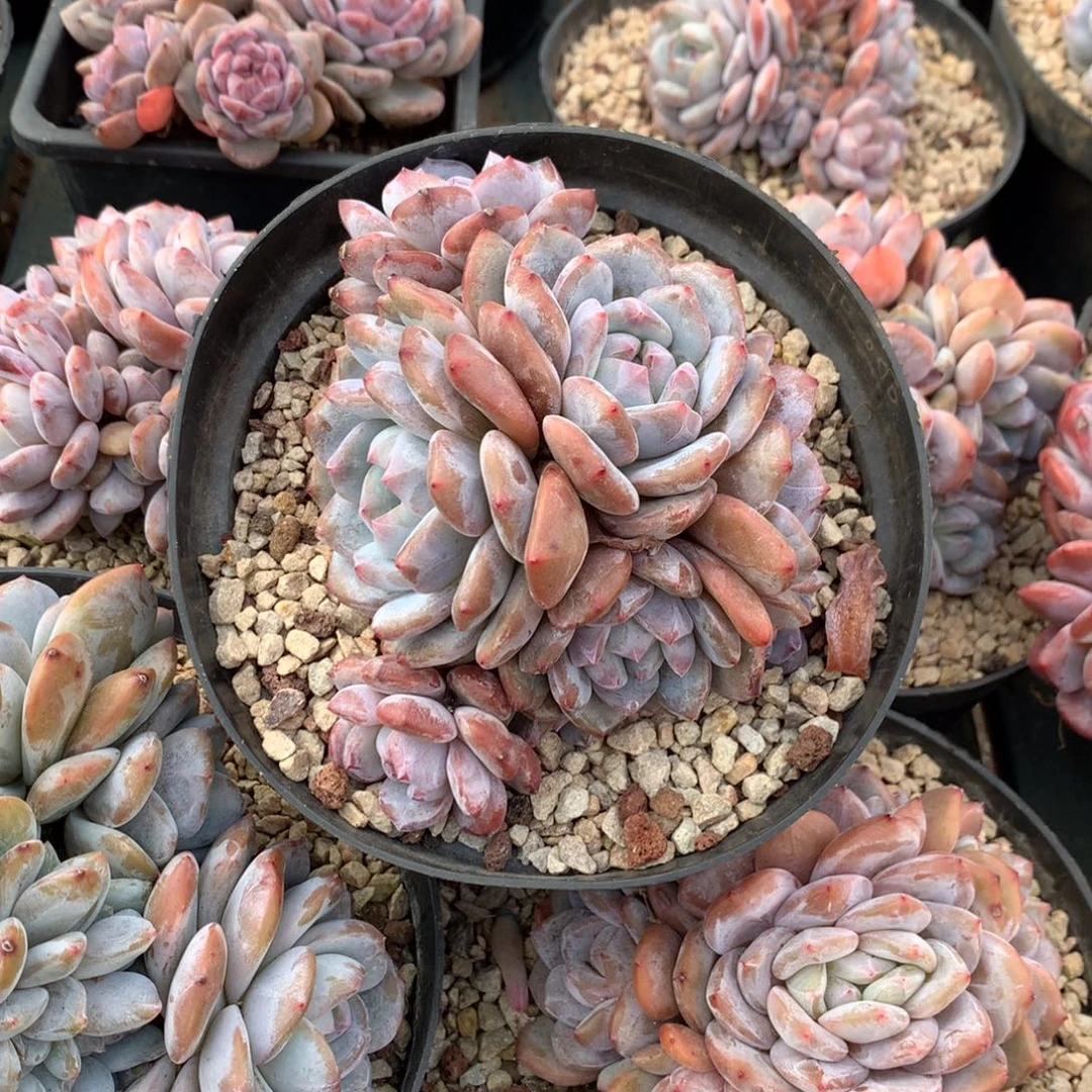 石榴籽紫皮花花花