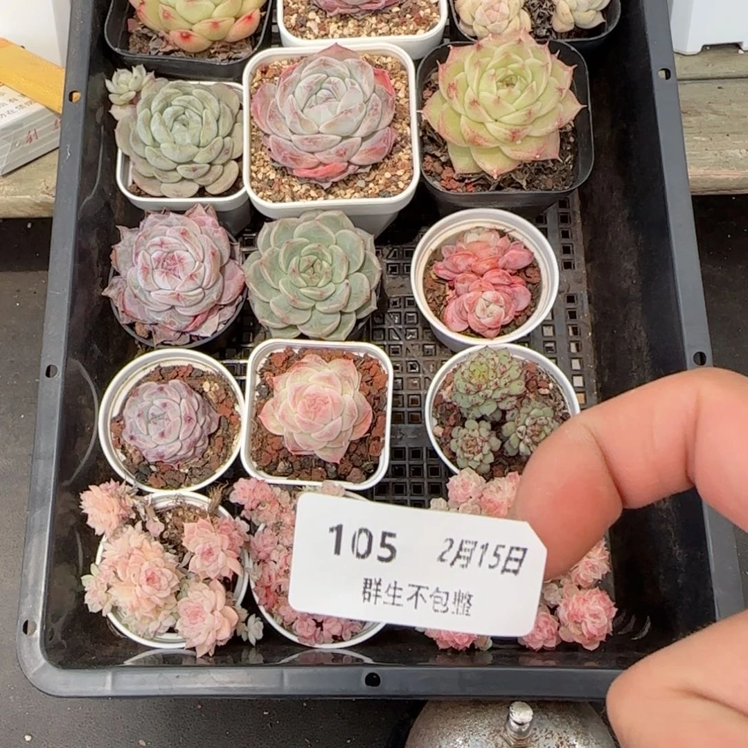 框拍框拍0215-105