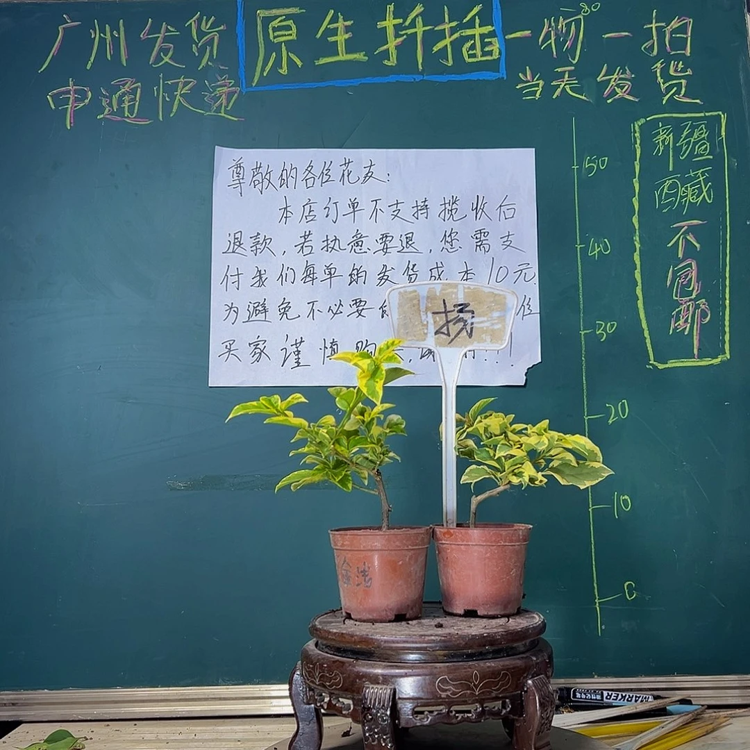 当前无花栽培后可以开花金边浅紫掌中宝 橙冰掌中宝77777