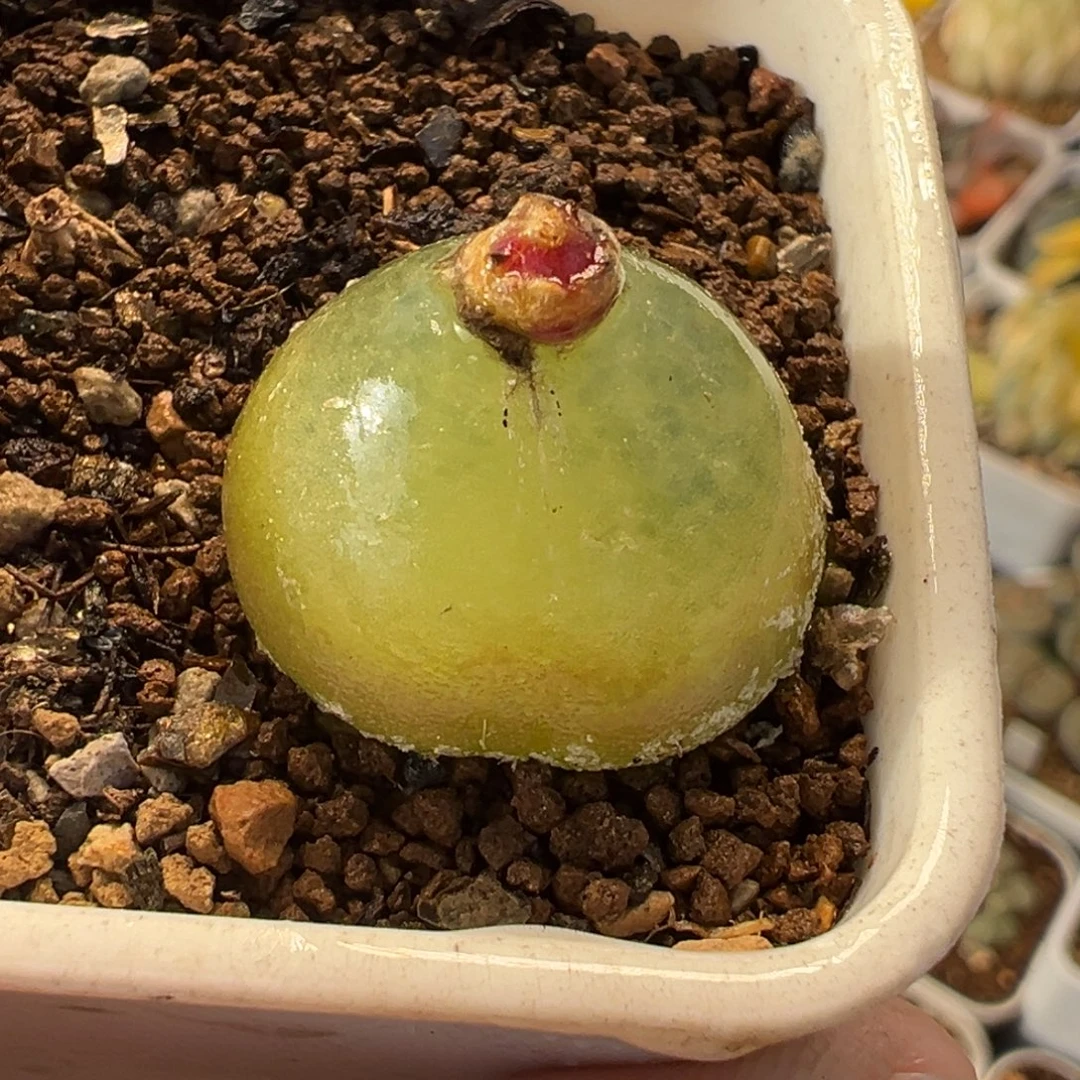 251多肉植物种类多样