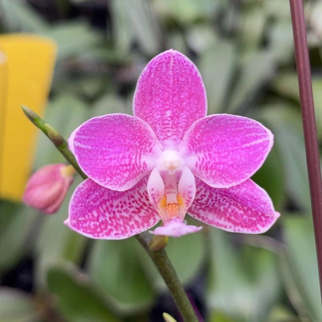 完全开放2.5寸蓝盾交西开花株