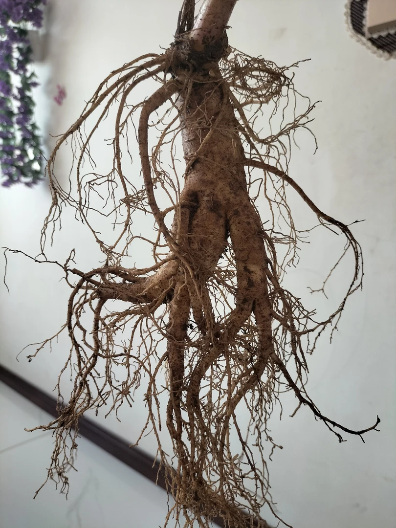 百草之王——长白山林下鲜参