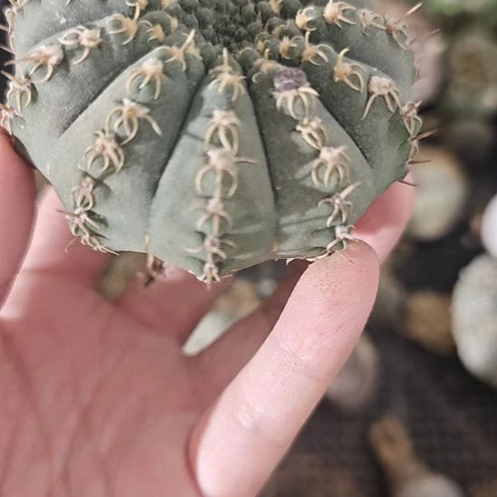 一物一拍。实生白立刺瑞昌玉！