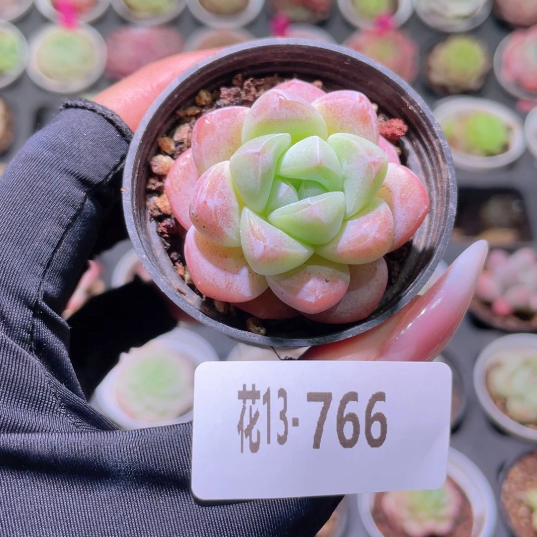 花利美13-766冰玉