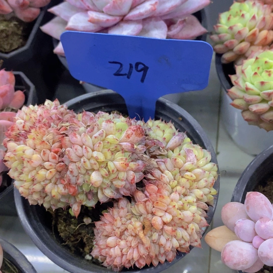 开心多肉，首播福利3