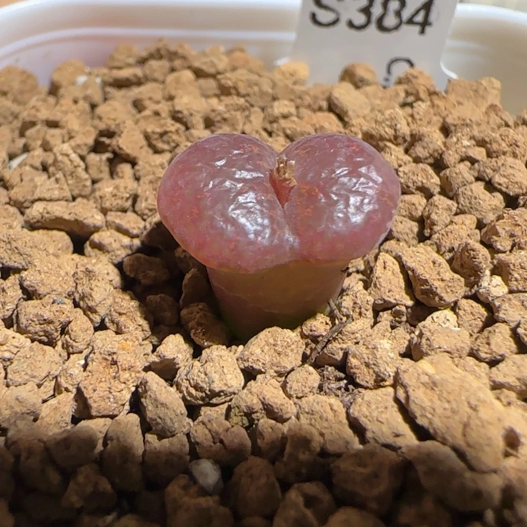 肉锥多肉植物组合-酒红勋章1018