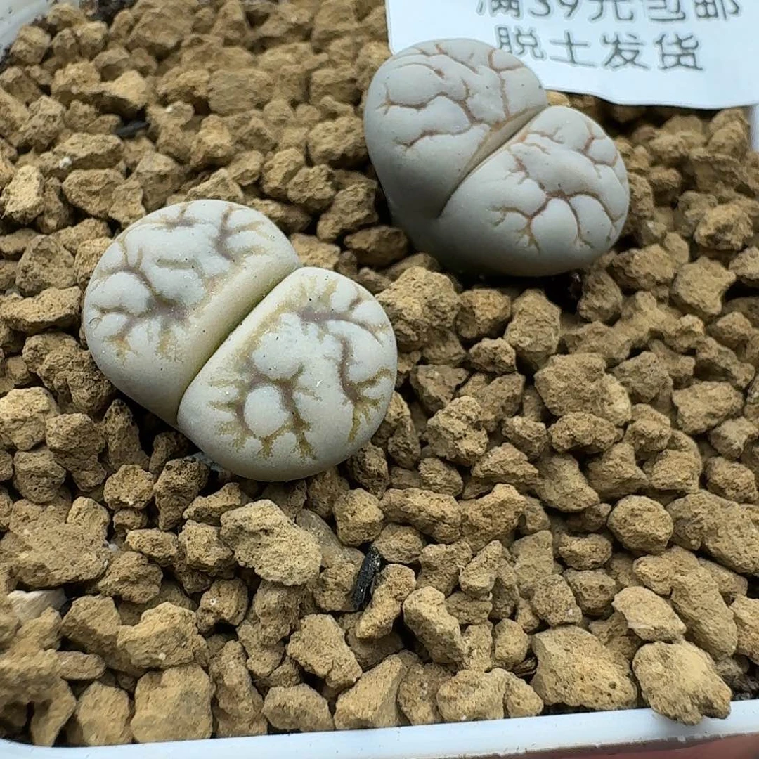 50多肉哈哈哈哈哈哈哈哈