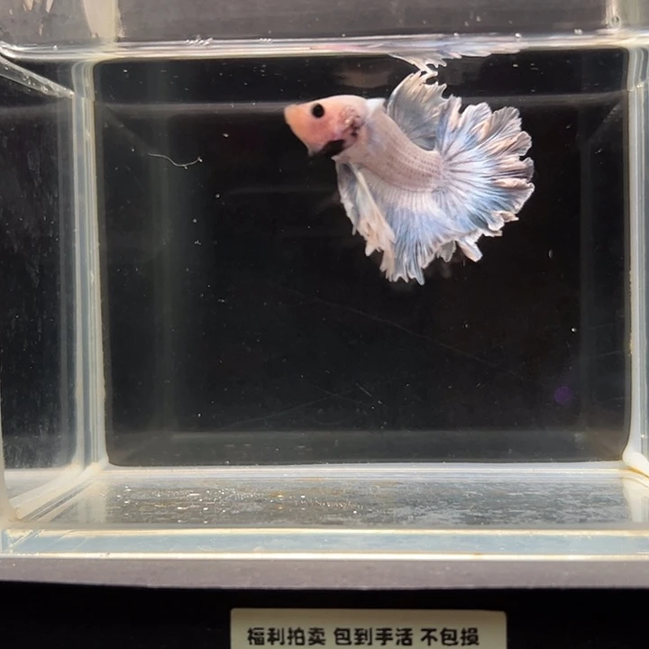 斗鱼一单包邮17日31