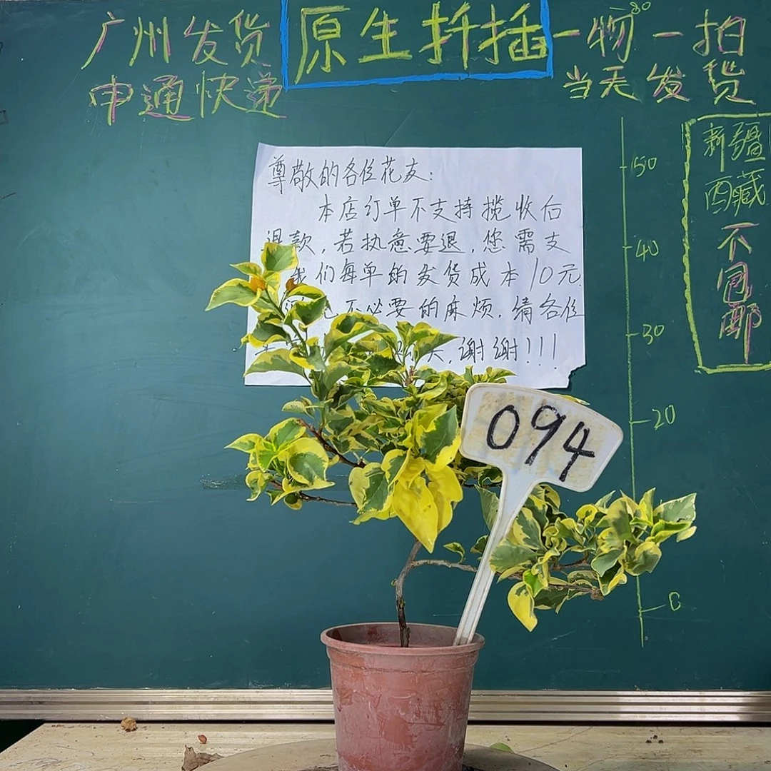 当前无花栽培后可以开花  金边黄  094
