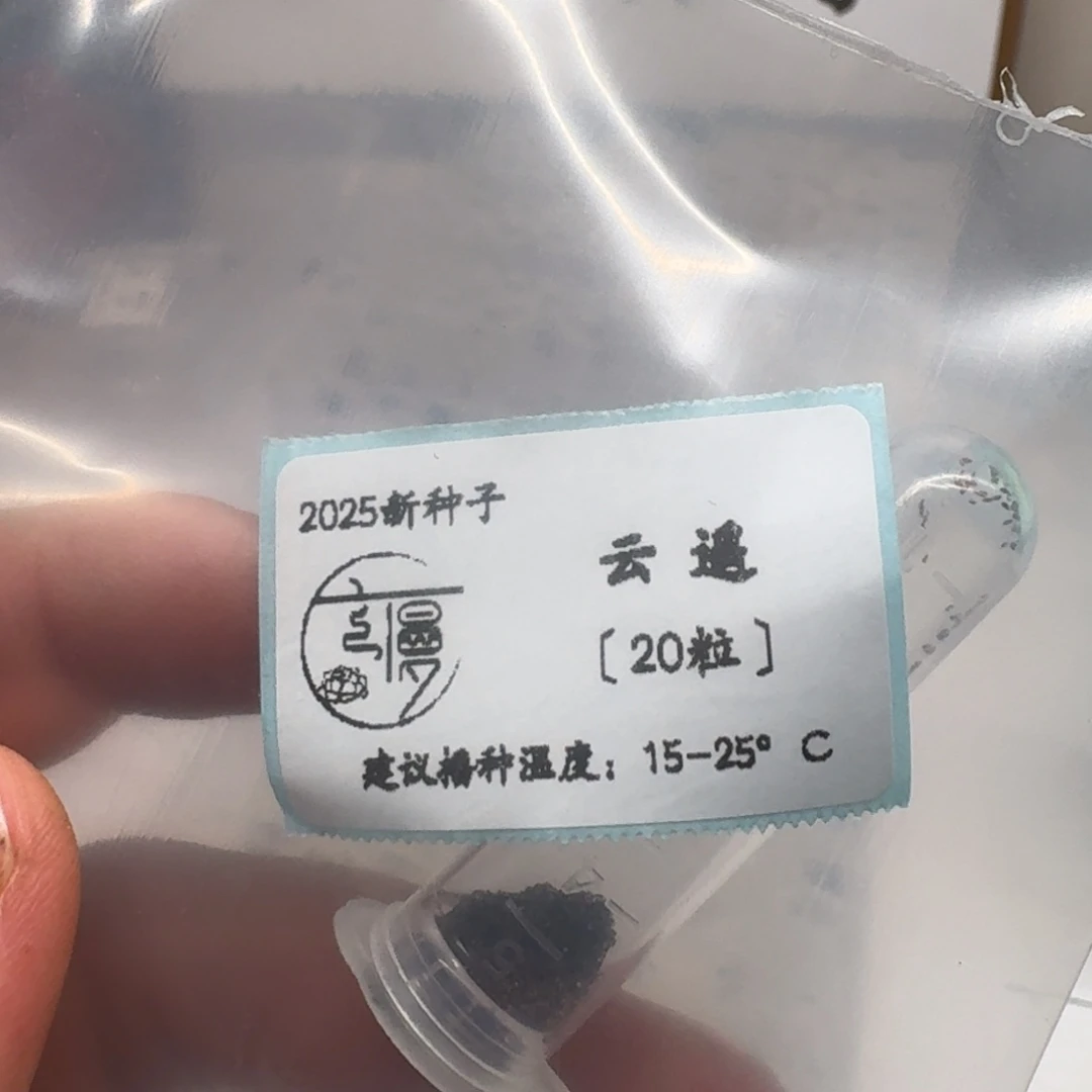 珍妮方向“云遥”种子20粒不包出芽率