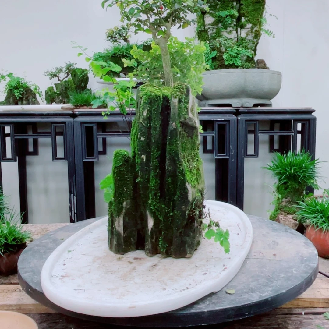 无铅玻璃农*工铁线蕨铁线蕨铁线蕨