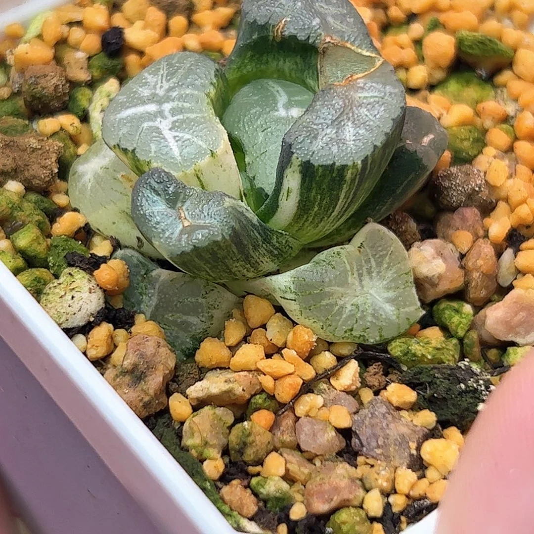 花菱锦十二卷多肉植物